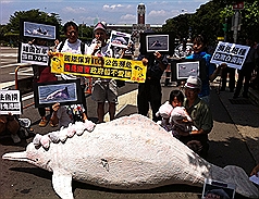 台灣媽祖魚保育聯盟等數個保育及環保團體在總統府前，出示3年前即列「極度瀕危」的台灣白海豚骨瘦如柴照片，呼籲總統，感動救不了牠們，設保育區才有用。圖片來源：中央社   