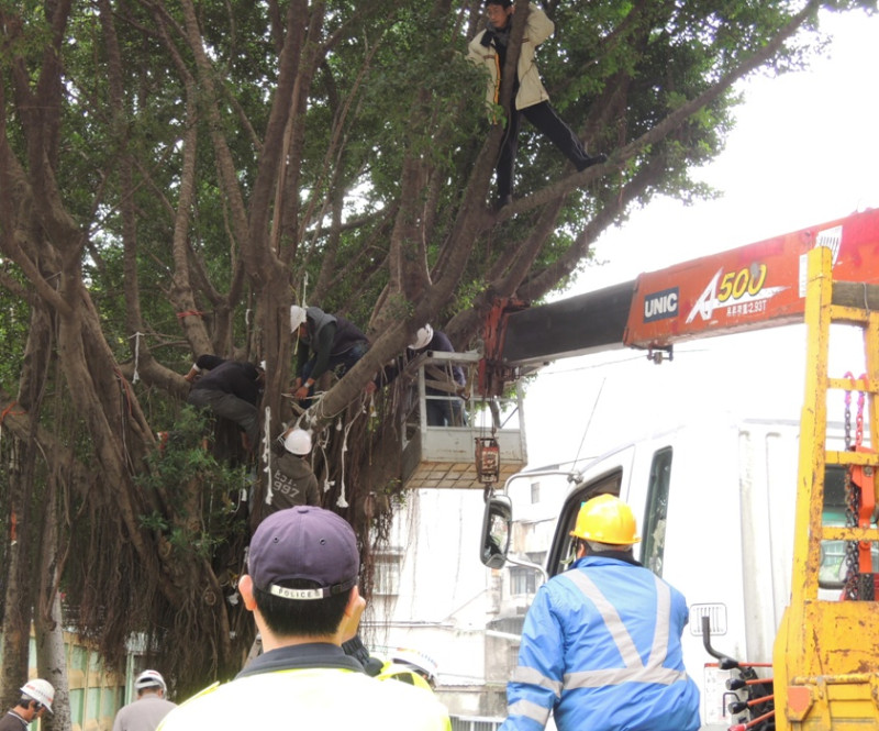 新北市政府派數名工人在吊車的協助下，將樹上的布條、吊床等物一一拆除，引起肉身護樹的潘翰疆，與被阻擋在外護樹志工的抗議。圖：陳冠廷/攝   