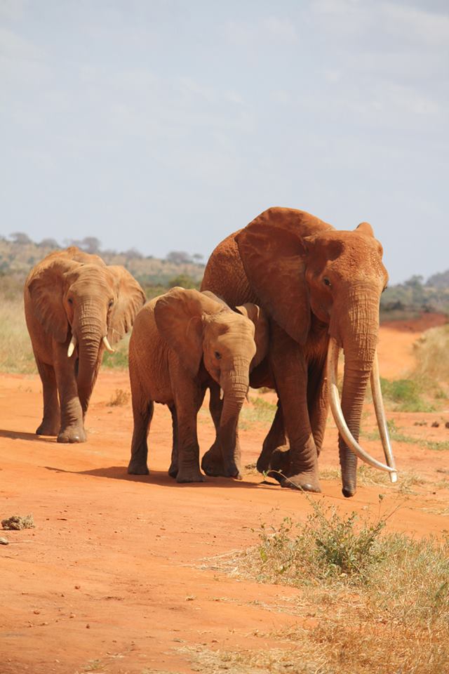 根據美國國家科學院(NAS)研究，由於中國及其他亞洲國家的象牙需求不斷增加，自2010年起，非洲每年約有3萬5000頭大象遭盜獵者殺害。圖：翻攝自Save the Elephants粉絲團   
