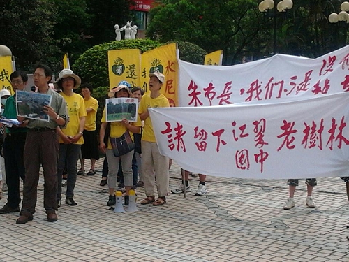 為了反對新北市政府為了在江翠國中蓋游泳池而遷移數10棵老樹，今（31）日上午多名護樹志工及環保團體前往新北市議會，要求市府停止摧殘老樹的游泳池工程。圖片來源：江翠國中護樹志工隊提供   