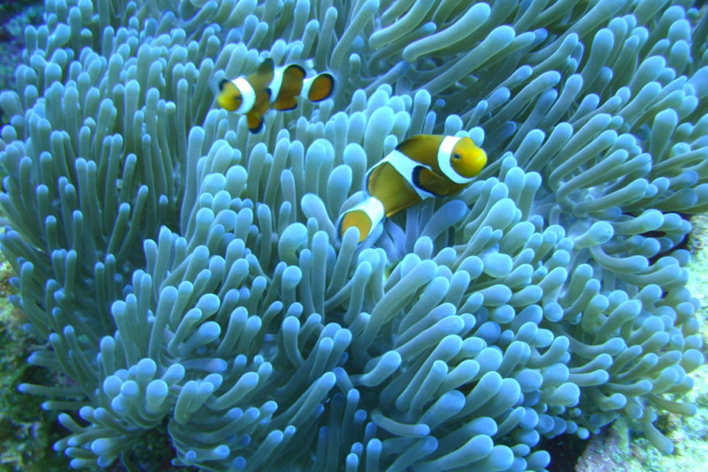 蘭嶼活珊瑚覆蓋率在42.59-53.38%間，由於人口稀少，因此珊瑚礁區也較少受到人為活動破壞。小琉球3個調查點，包括美人洞、蛤板灣及厚石群礁，活珊瑚覆蓋率在6.25%到39.38%之間，蛤板灣淺處最差，厚石群礁淺處最高，因為觀光業發達，高度開發後的小琉球珊瑚礁狀態為各離島當中劣化最嚴重的區域。圖片來源：環資志工陳玄州攝   