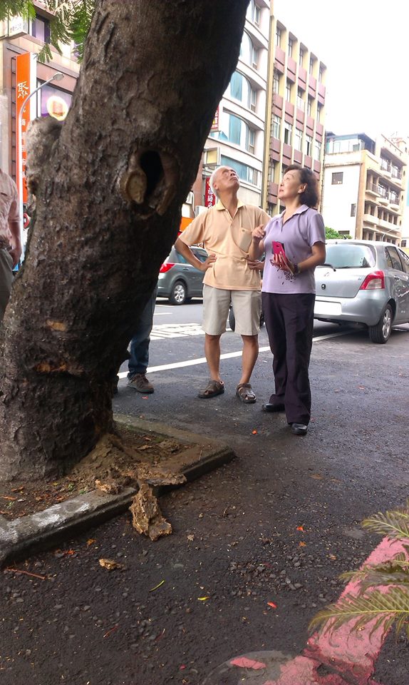 台南市議員洪玉鳳（右）對市府舖設柏油竟覆蓋鳳凰樹樹穴感到相當痛心。圖：黃博郎/攝   