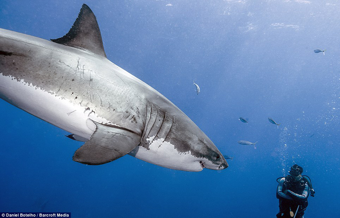 鯊魚並不會主動攻擊人類，除非誤將人類認作其他動物，知名海洋攝影師Daniel Botelho就和大白鯊共游24小時，證明大白鯊並不會攻擊人類。圖片來源：動物社會研究會提供   