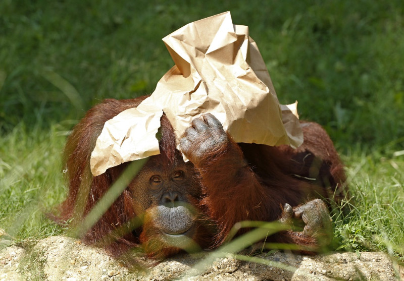 今(2014)年9月4日美國華盛頓國家動物園裡面1隻猩猩用紙袋遮頭避暑。在一個溫和的夏天過後，華盛頓特區今年迎來了一波晚到的熱浪，大約32.2°C。圖片來源：達志影像/路透社。   