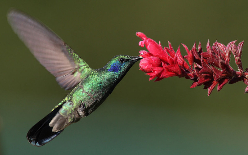 確保全球分享生物遺傳資源的《名古屋議定書》，12日正式生效。圖為世界上最小的鳥──蜂鳥。圖片來源：維基共享資源cc授權，Mdf攝。   